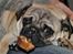 Mops *RBM* Omar Pug Altbox  *Frodo*