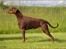 Dobermann Serbian Star V Masterhof - Juni 2010 1 år