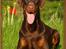 Dobermann Serbian Star V Masterhof - Maj 2010 1 år