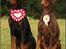 Dobermann Serbian Star V Masterhof - Mighty Master Von Masterhof & Serbian Star Von Masterhof  