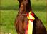 Dobermann Serbian Star V Masterhof - 23-04-2011 BIR