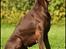Dobermann Serbian Star V Masterhof
