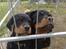 Rottweiler Von hause Nomis Inez - hvis vi ser artige ud kommer vi så ud ?? "Betteskid" og "fede" Aka Fy og Bi i I kuldet :o)