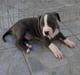 Amerikansk staffordshire terrier cliff