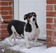 Jack russell terrier mie