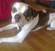 Amerikansk bulldog kenzo