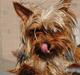 Yorkshire terrier *Little big horns Karla*