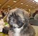 Lhasa apso aremis