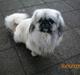 Pekingeser Bamse