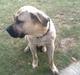 Dogo canario Barcus