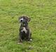 Amerikansk staffordshire terrier Silver