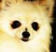 Pomeranian Noa