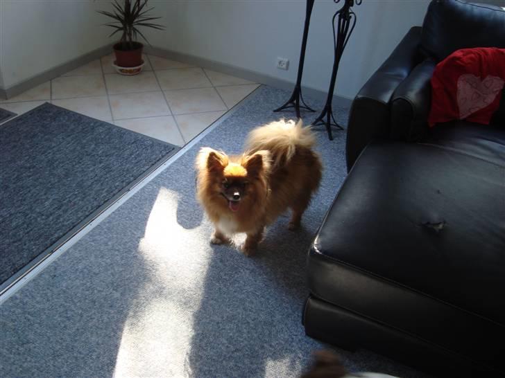 Blanding af racer timon billede 10