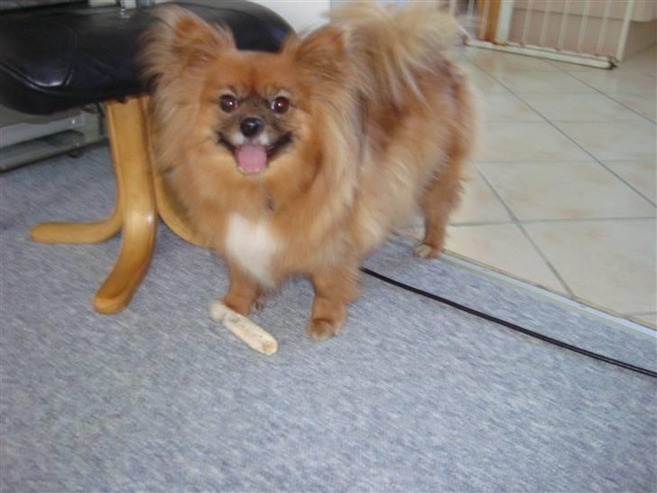 Blanding af racer timon - lille tykke timon <3 hehe billede 11