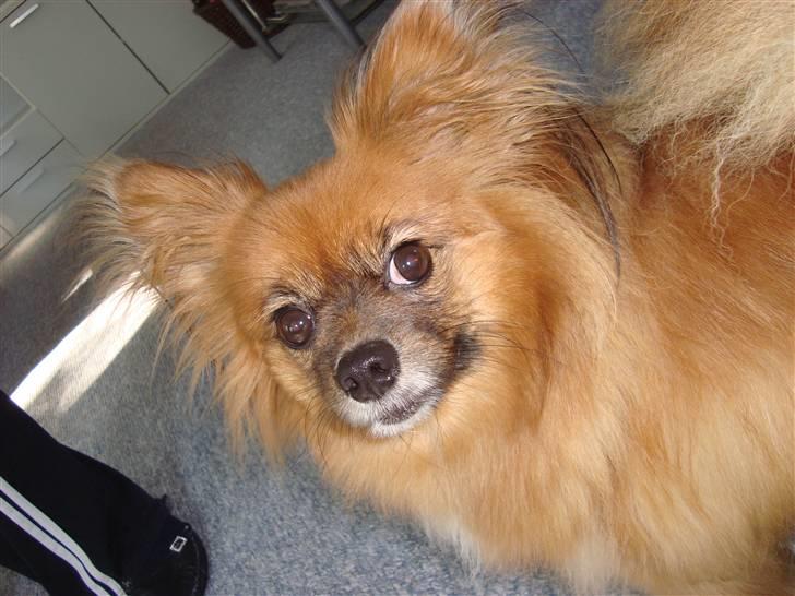 Blanding af racer timon billede 12