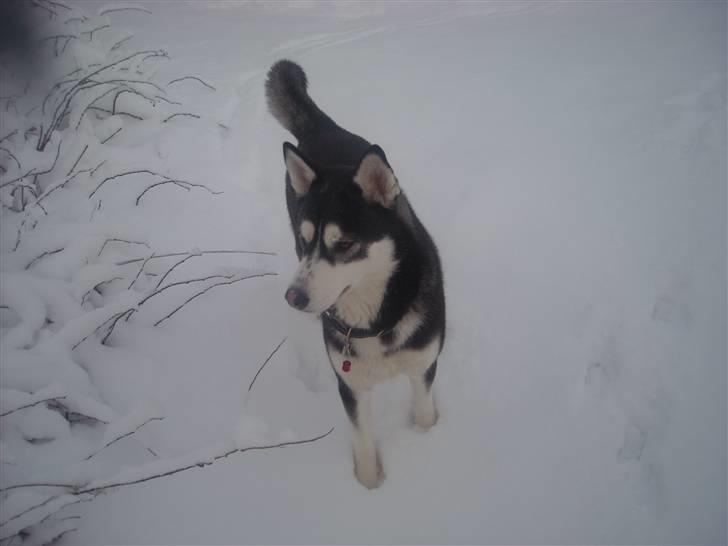 Siberian husky Snow Husky Ziemabor Jamie [Himmelhund]  billede 10