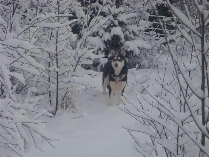 Siberian husky Snow Husky Ziemabor Jamie [Himmelhund]  billede 11