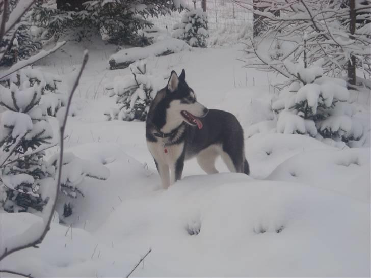 Siberian husky Snow Husky Ziemabor Jamie [Himmelhund]  billede 12