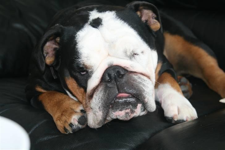 Engelsk bulldog Qupios Suprice Mille - Lad mig nu sove mor.... billede 14