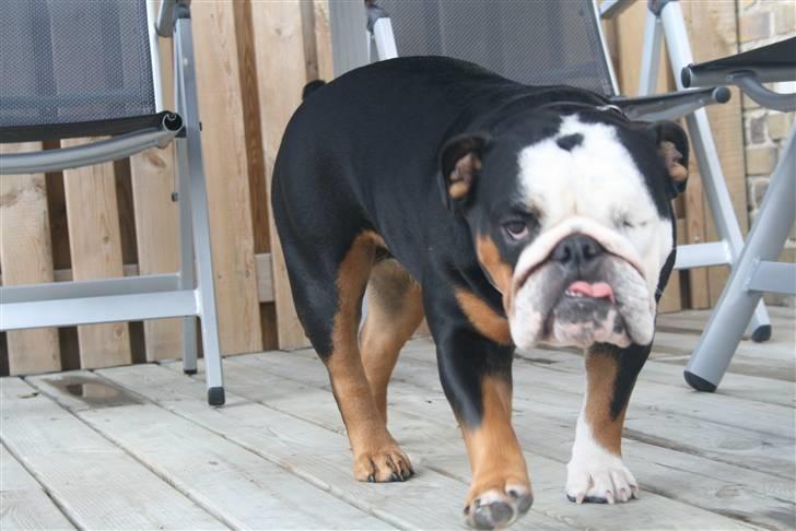 Engelsk bulldog Qupios Suprice Mille - ja ja jeg er fin, jeg ved det godt... billede 15