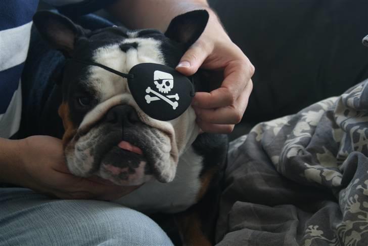 Engelsk bulldog Qupios Suprice Mille - Far, jeg behøvr ikke en klap for at være pirat...... billede 16