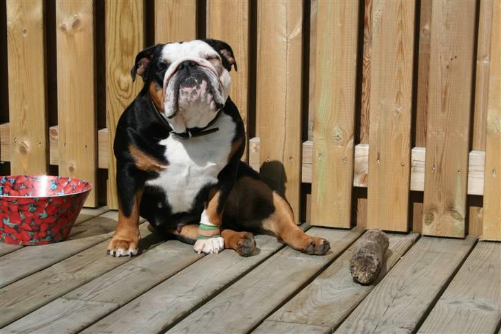 Engelsk bulldog Qupios Suprice Mille - Sidder lige her og nyder solen........ billede 17