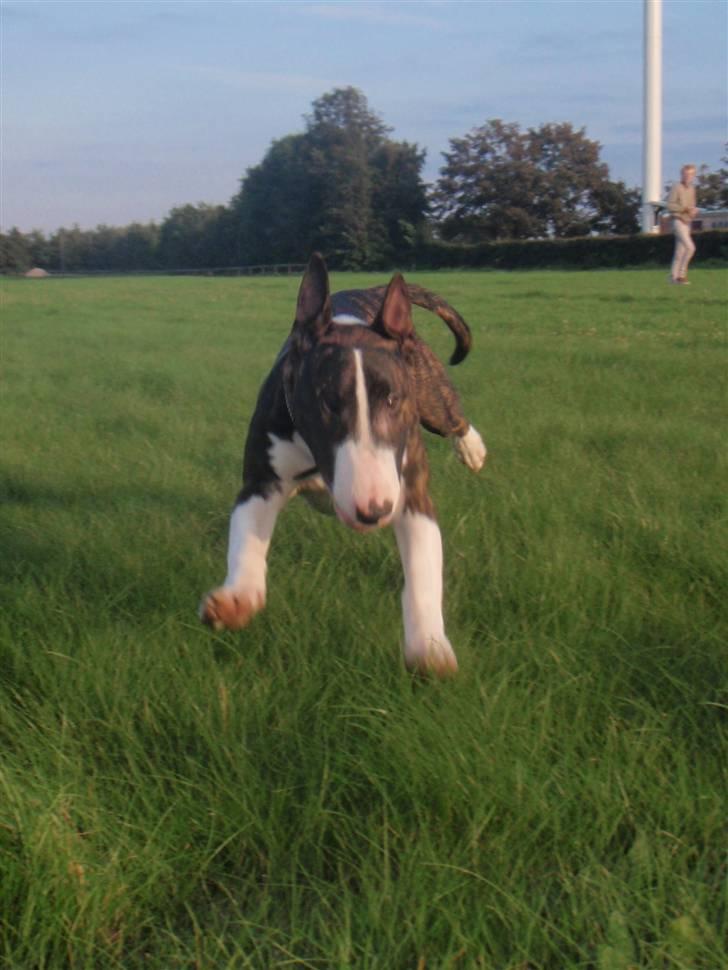 Bullterrier Hemingway  - Fuld firspring! billede 15