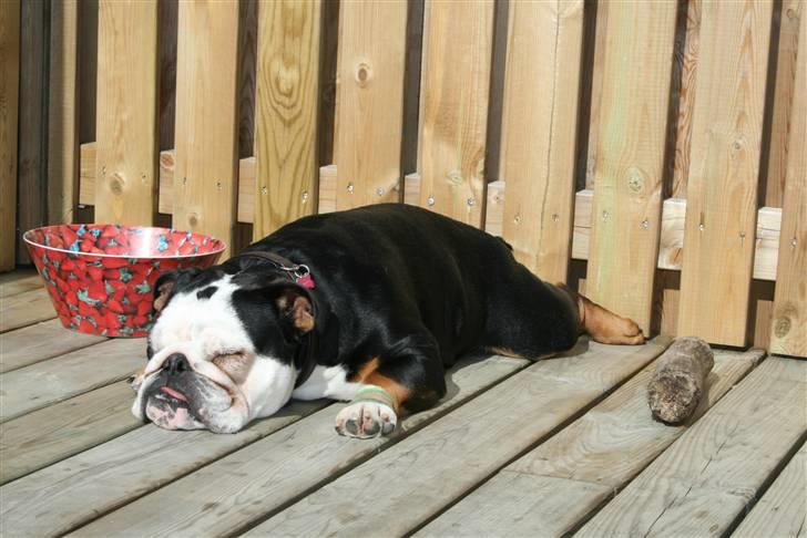 Engelsk bulldog Qupios Suprice Mille - ØJ det var for hårdt at sidde op........ billede 18