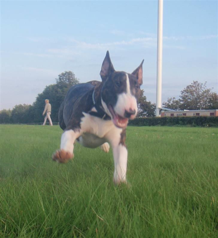 Bullterrier Hemingway  - Fuld firspring igen! billede 16