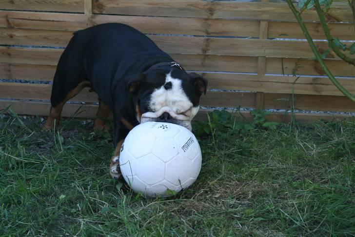 Engelsk bulldog Qupios Suprice Mille - MIN bold.... MIN MIN MIN billede 19