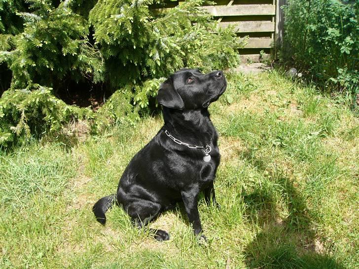 Labrador retriever Soya (Moselund's Sulbæk) - Nedstirrer sin godbid xD Foto: mig billede 11