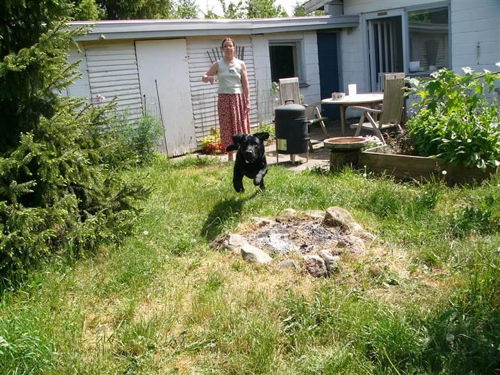 Labrador retriever Soya (Moselund's Sulbæk) - Hip hop ;D Foto: mig billede 12