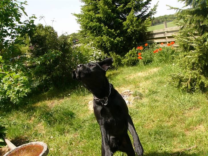 Labrador retriever Soya (Moselund's Sulbæk) billede 13