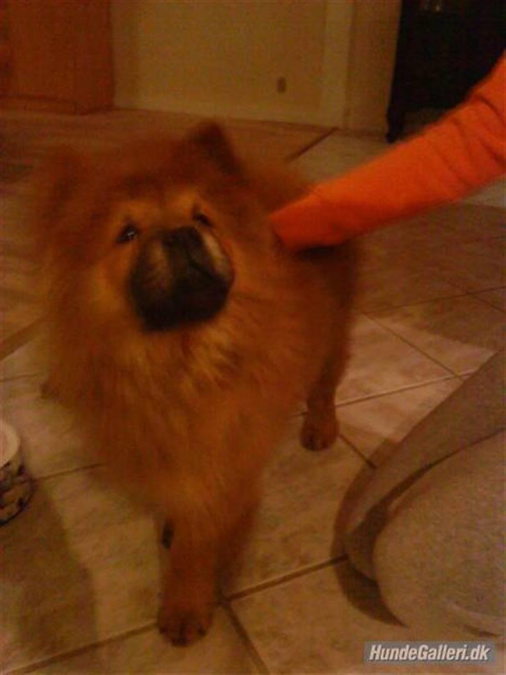 Chow chow Max billede 1