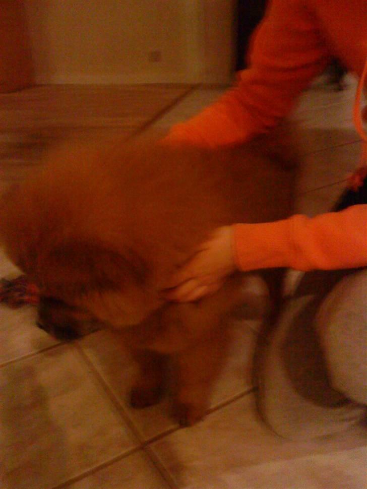 Chow chow Max billede 2