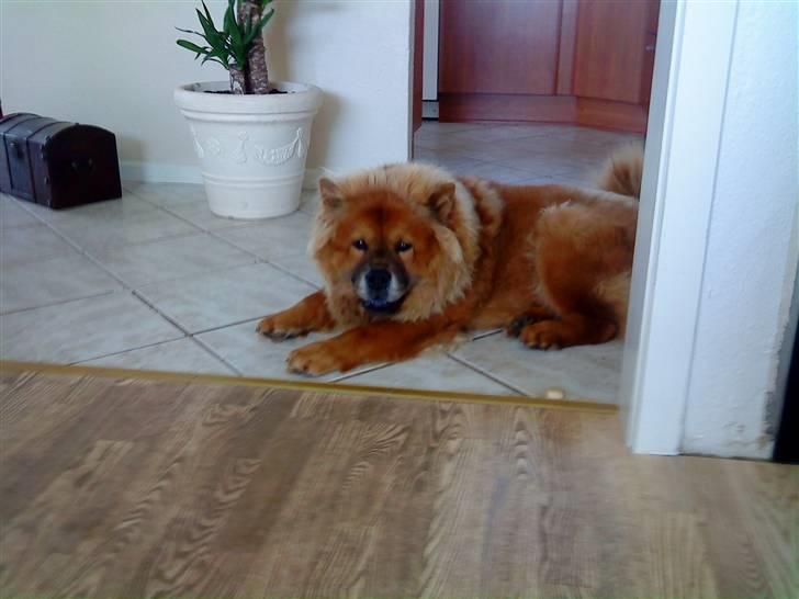 Chow chow Max billede 3