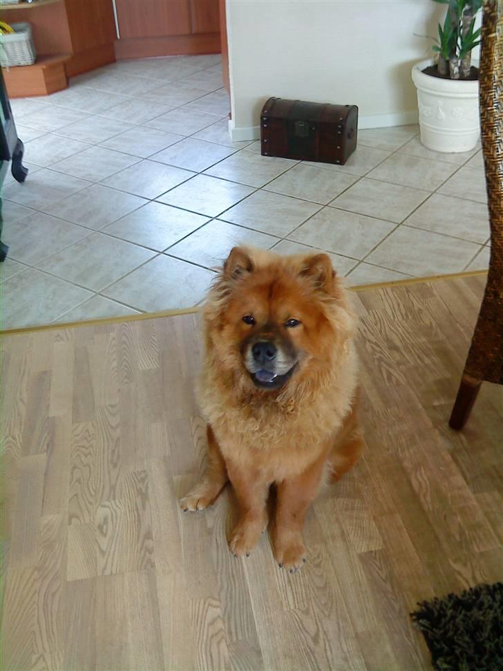 Chow chow Max billede 4