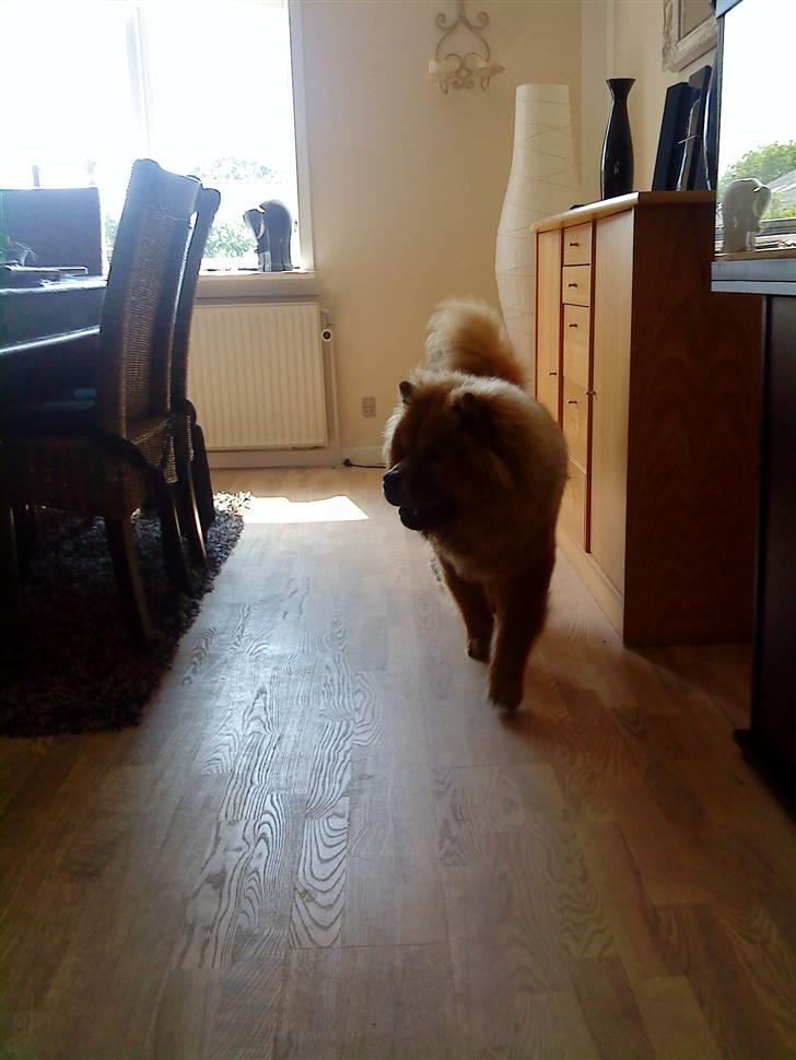 Chow chow Max billede 5