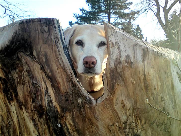 Labrador retriever Malou  R.I.P. 7-10-10 - Tit tit.....       (Damhus Søen 25.4.10) billede 5