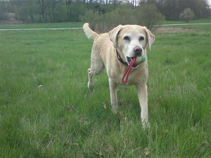 Labrador retriever Malou  R.I.P. 7-10-10 - Kommer nu Pia....(Mosen 4.5.10) billede 6