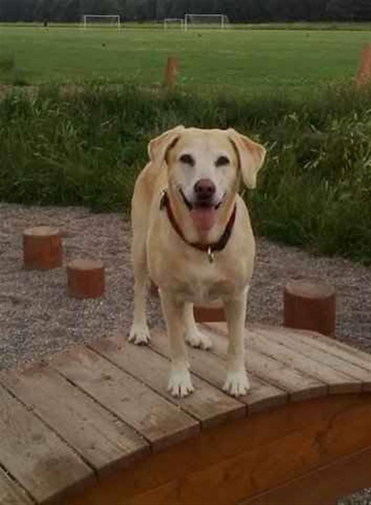 Labrador retriever Malou  R.I.P. 7-10-10 -  Livet er skønt. billede 7