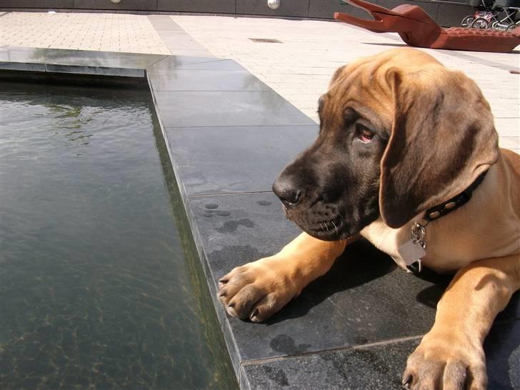 Grand danois Knud billede 17