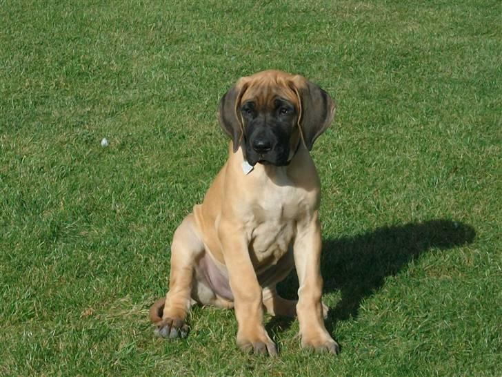 Grand danois Knud billede 18