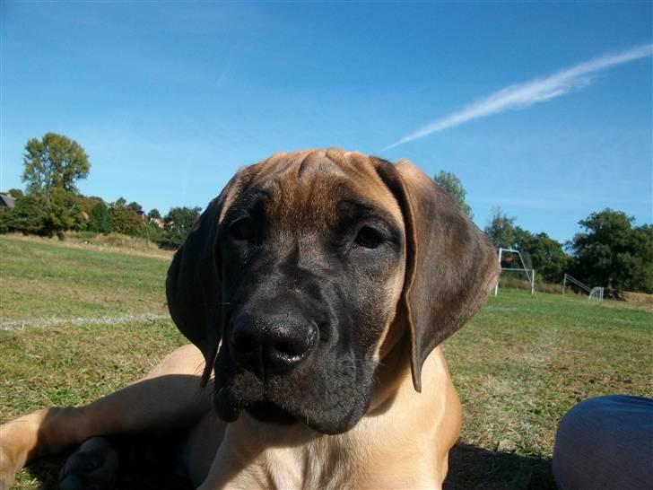 Grand danois Knud billede 20