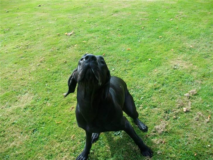 Grand danois Dagmar billede 17