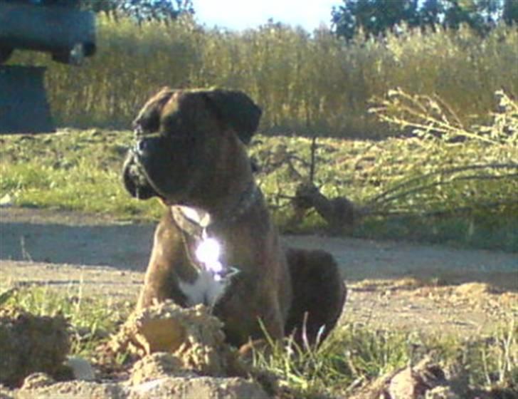 Boxer Mario  - Holder øje med hans "far" ... billede 1