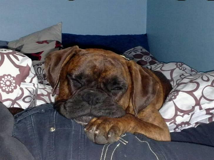 Boxer Mario  billede 2