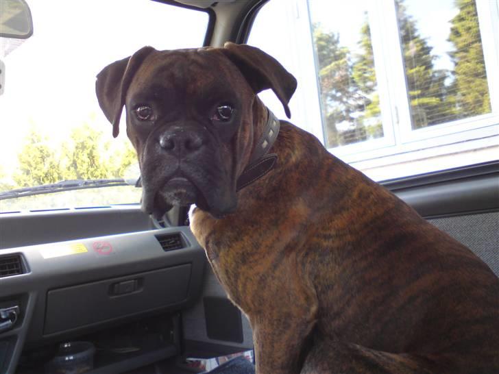 Boxer Mario  billede 3