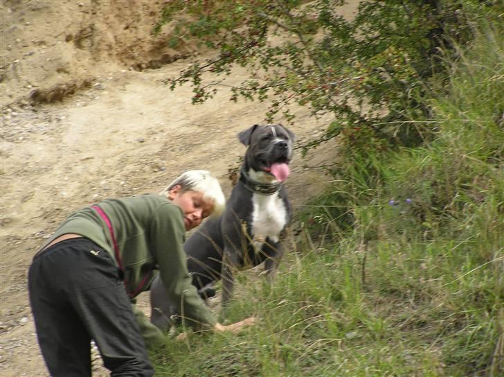 Blanding af racer Paplo - Romalt bakker med Kathrine. billede 20