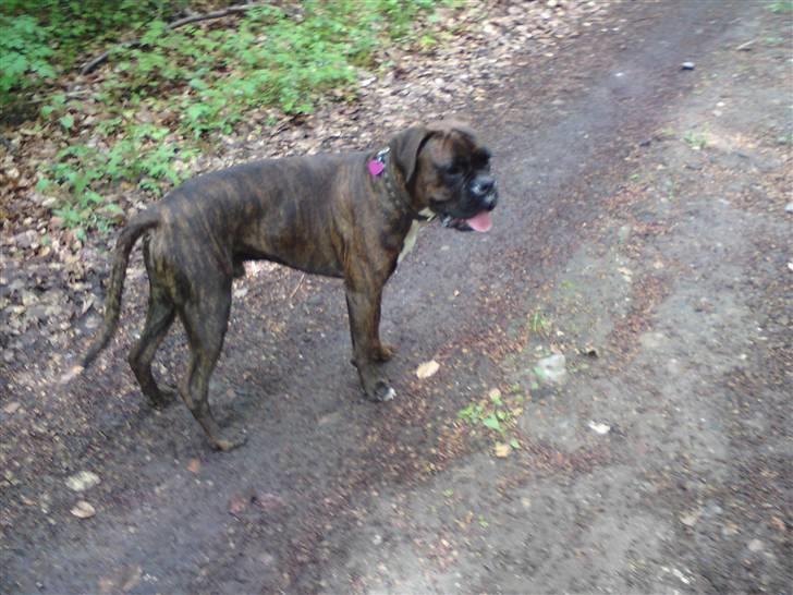 Boxer Mario  billede 4